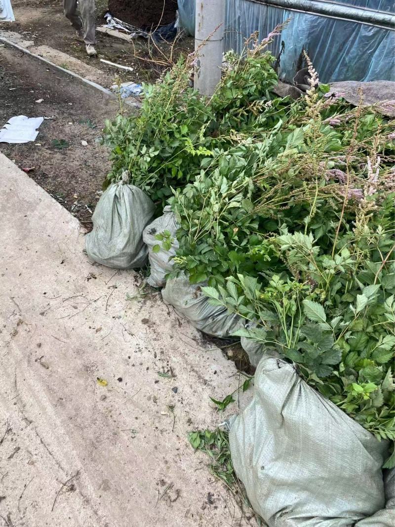 精品落新妇优质落新妇种植基地