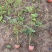 精品落新妇优质落新妇种植基地