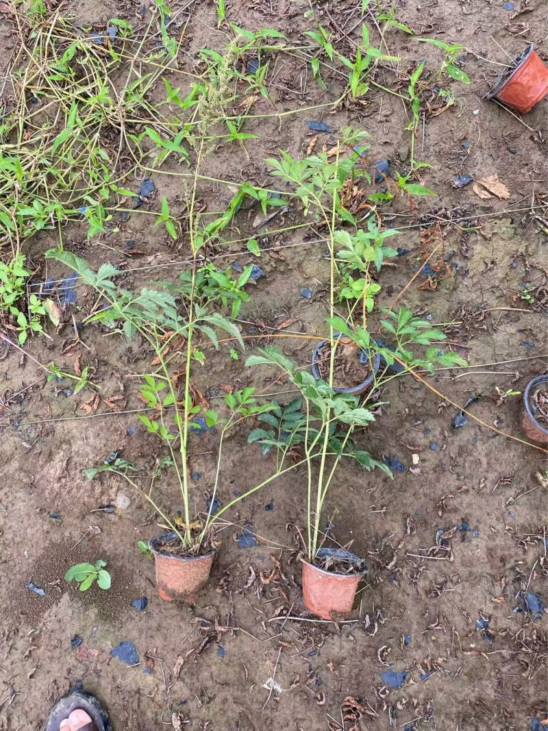 精品落新妇优质落新妇种植基地