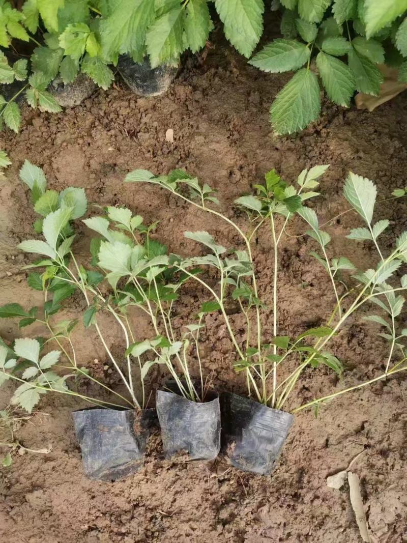 精品落新妇优质落新妇种植基地