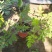 精品落新妇优质落新妇种植基地