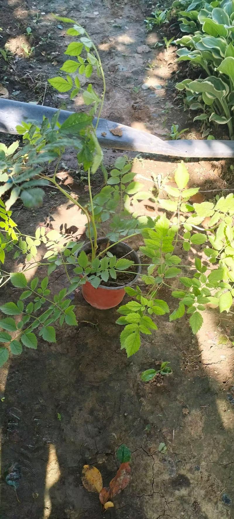 精品落新妇优质落新妇种植基地