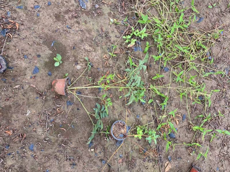 精品落新妇优质落新妇种植基地
