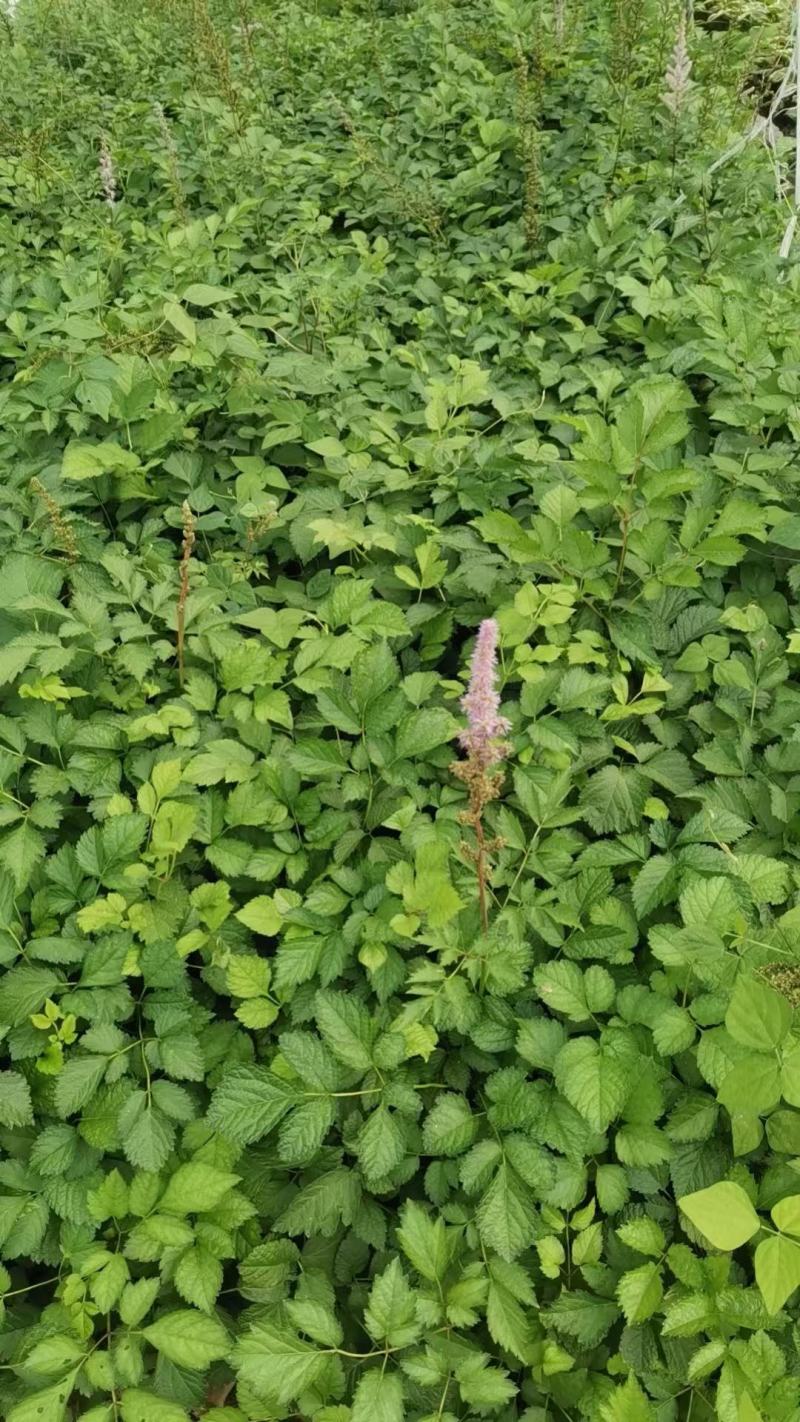 精品落新妇优质落新妇种植基地