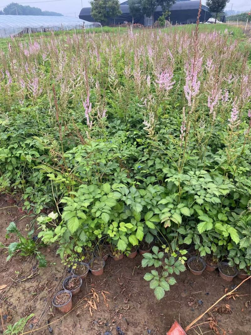 精品落新妇优质落新妇种植基地