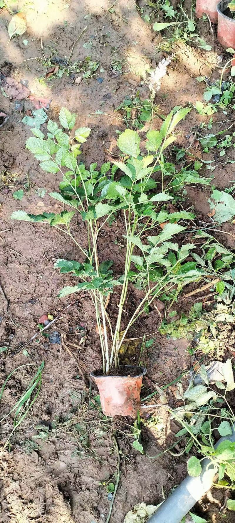 精品落新妇优质落新妇种植基地