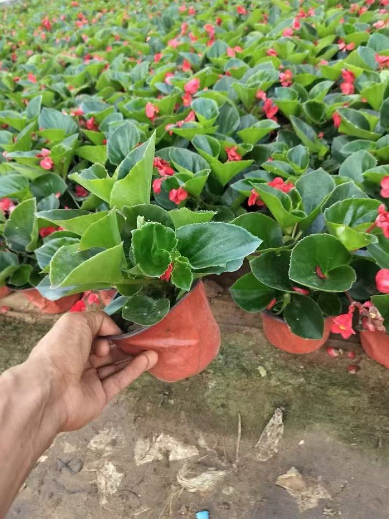 精品大花海棠优质大花海棠自产自销