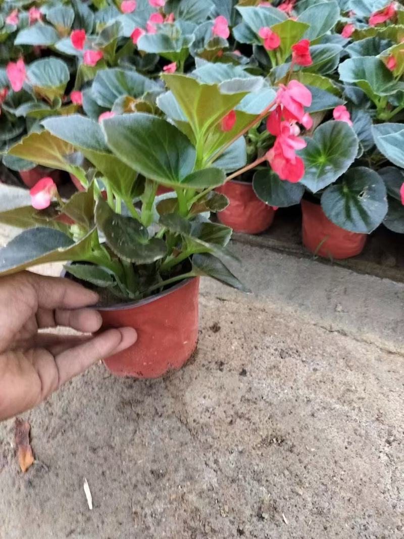 精品大花海棠优质大花海棠自产自销