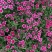 精品杂交石竹优质美国石竹种植基地自产自