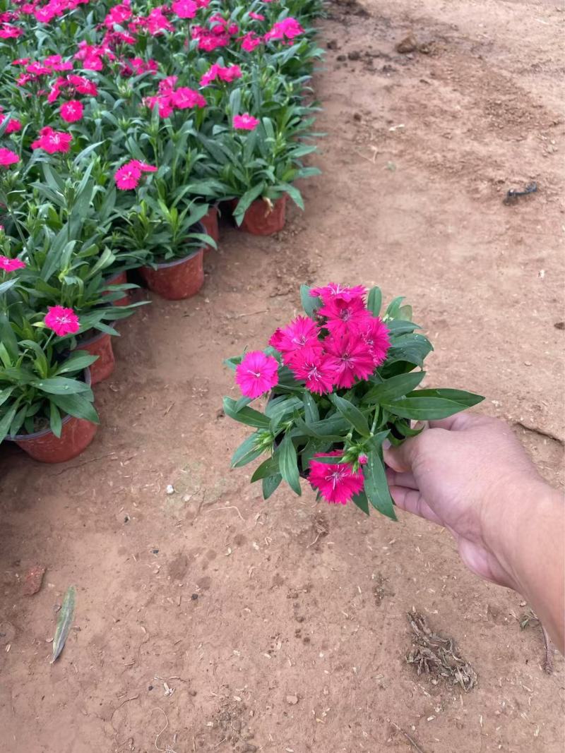 精品杂交石竹优质美国石竹种植基地自产自