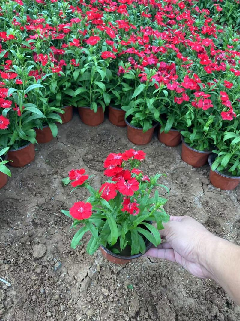 精品杂交石竹优质美国石竹种植基地自产自