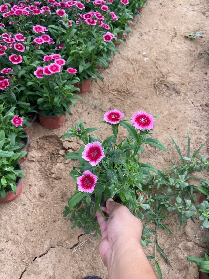 精品杂交石竹优质美国石竹种植基地自产自