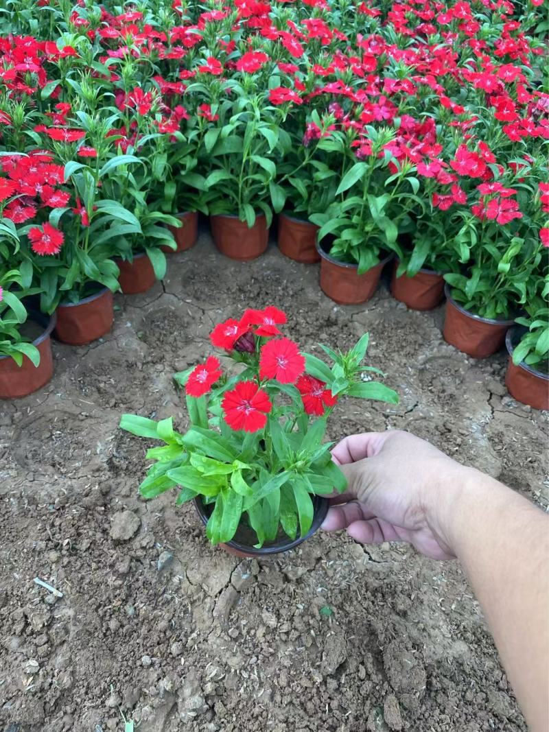 精品杂交石竹优质美国石竹种植基地自产自