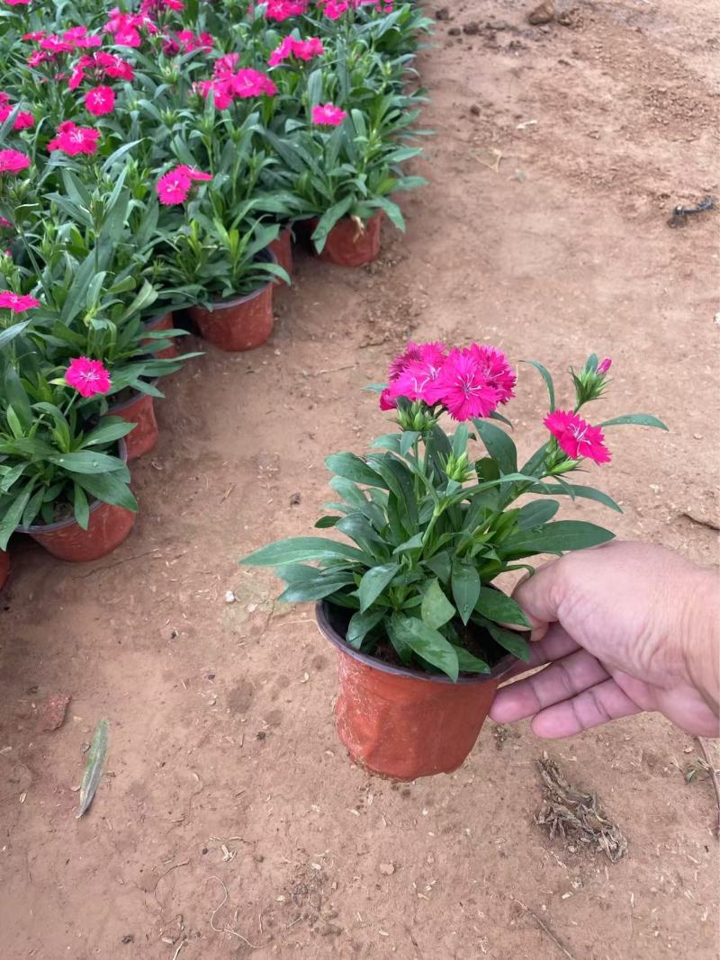 精品杂交石竹优质美国石竹种植基地自产自