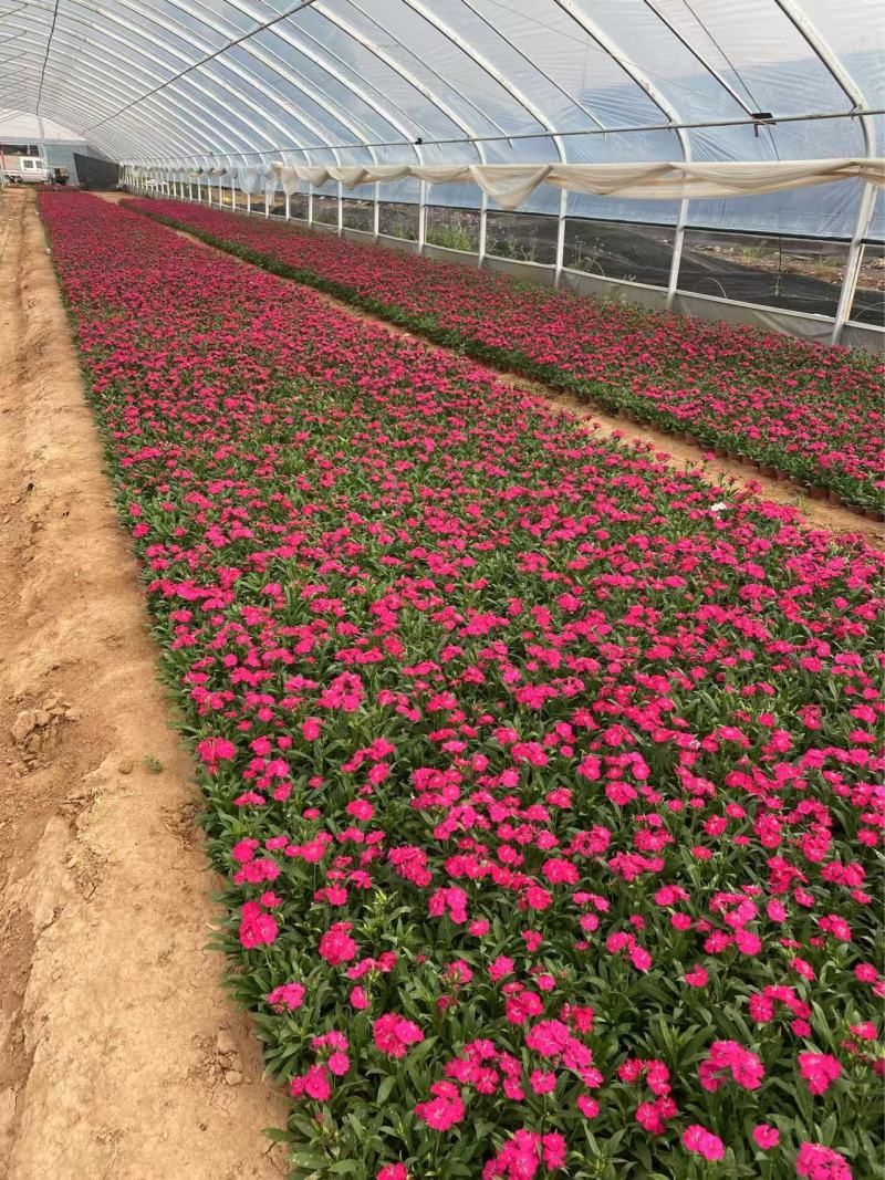 精品杂交石竹优质美国石竹种植基地自产自