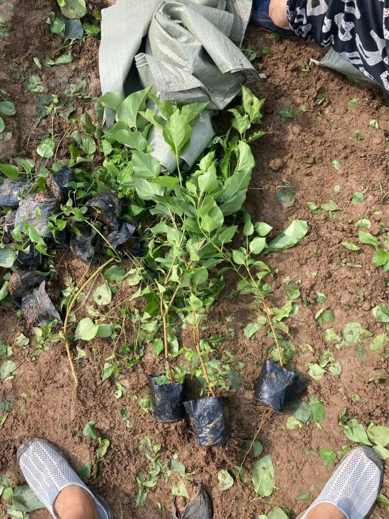 精品丁香优质丁香花丁香自产自销