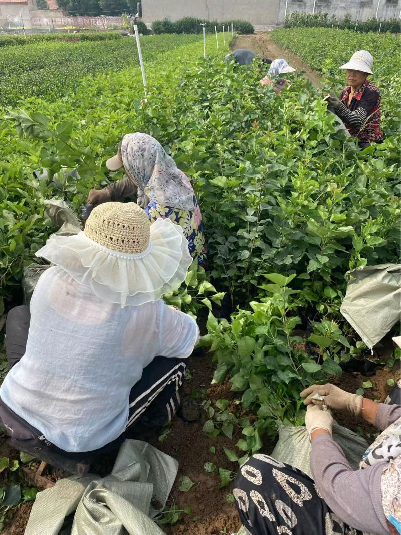 精品丁香优质丁香花丁香自产自销