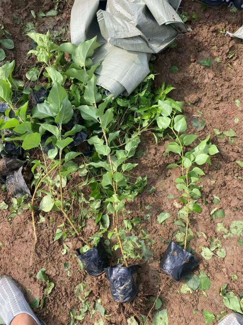 精品丁香优质丁香花丁香自产自销