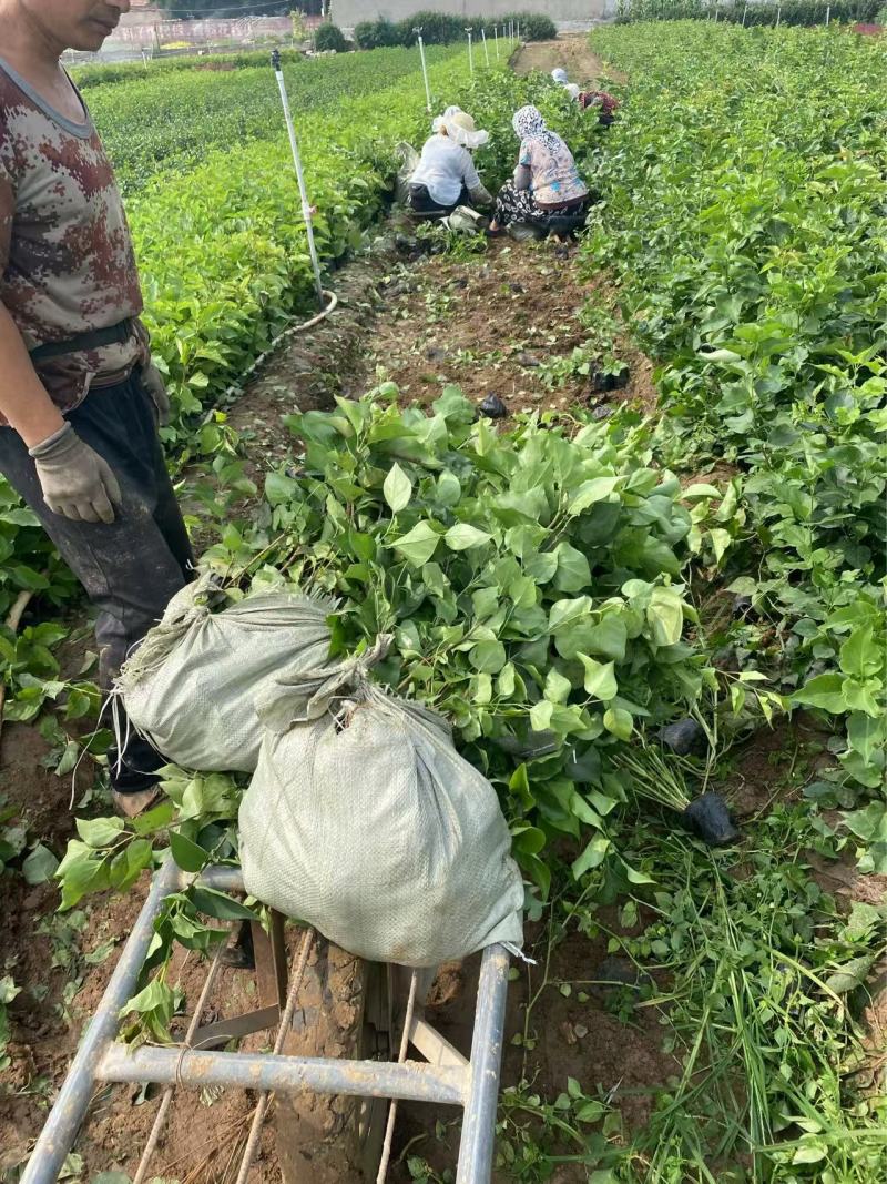 精品丁香优质丁香花丁香自产自销