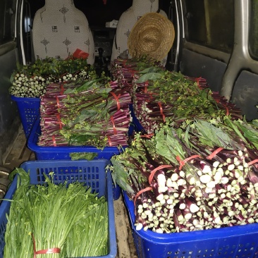 有红菜苔量大批发地址贵阳市乌当区