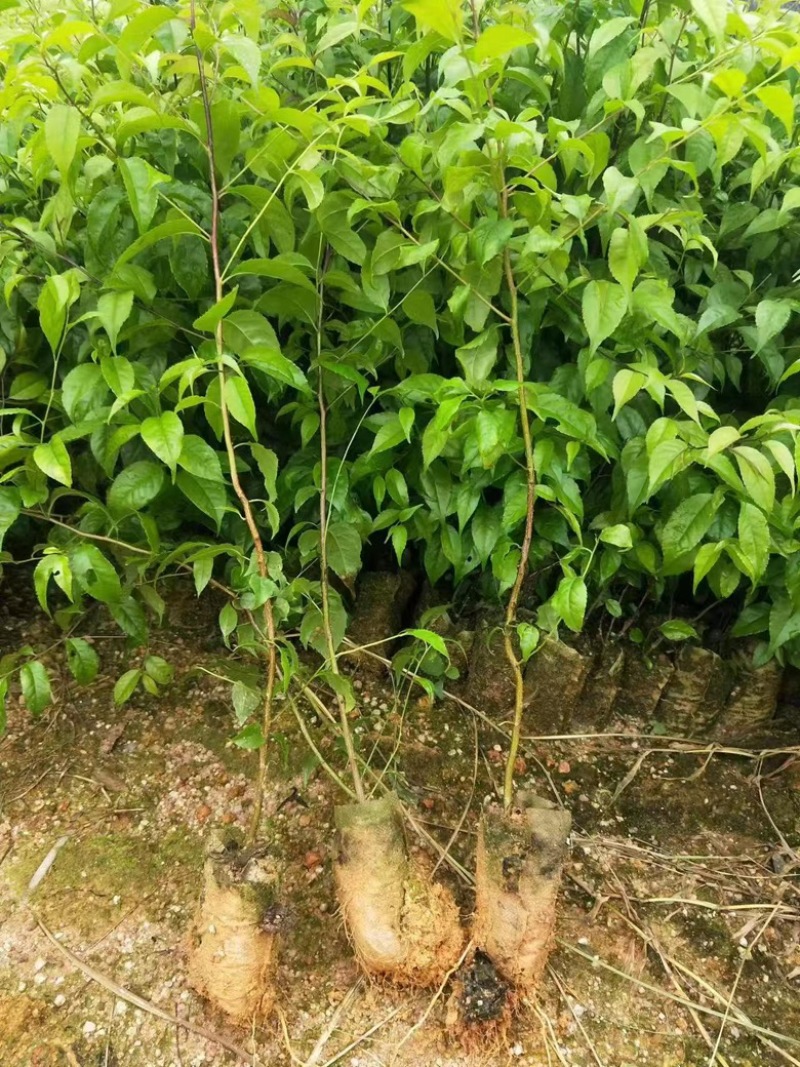 正品岗梅苗
