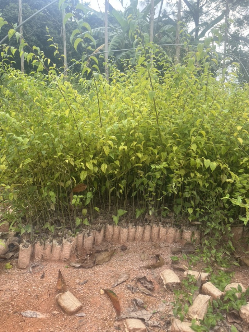 正品岗梅苗