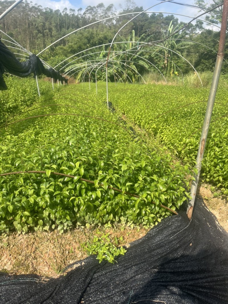 正品岗梅苗