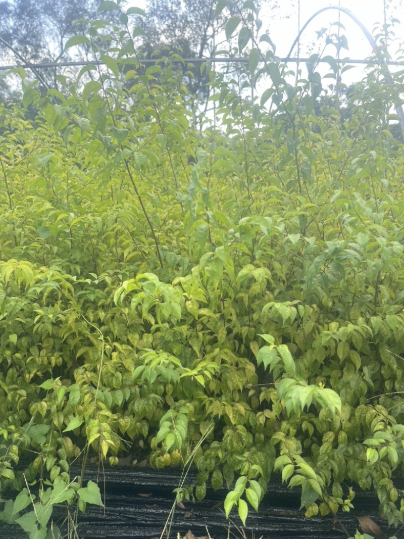 正品岗梅苗