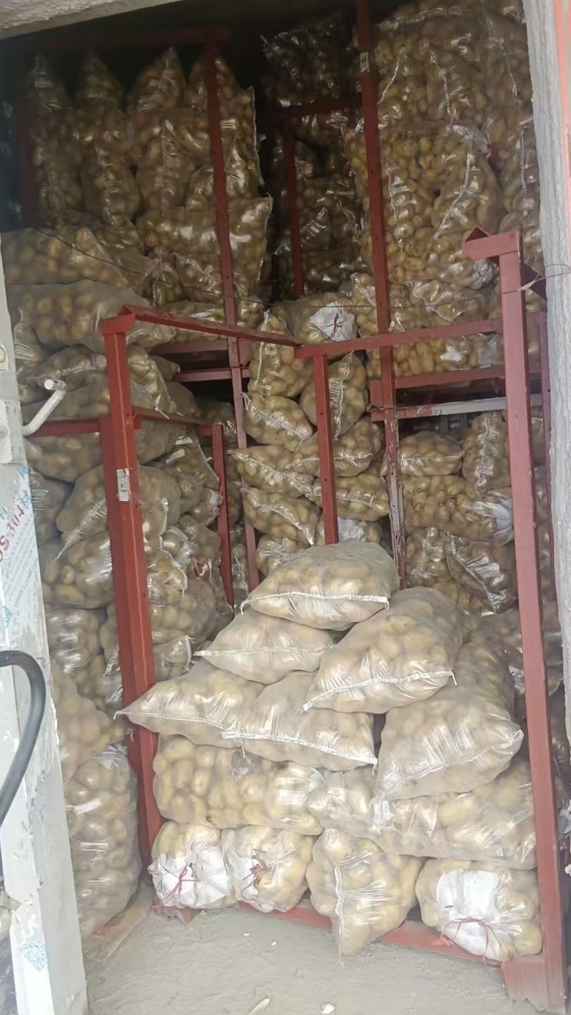 山东精品土豆大量有货，欢迎全国各地老板实地考察订购