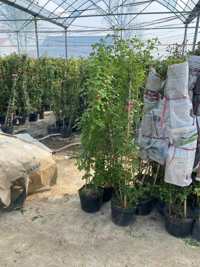 精品银姬小蜡优质银姬小蜡自产自销