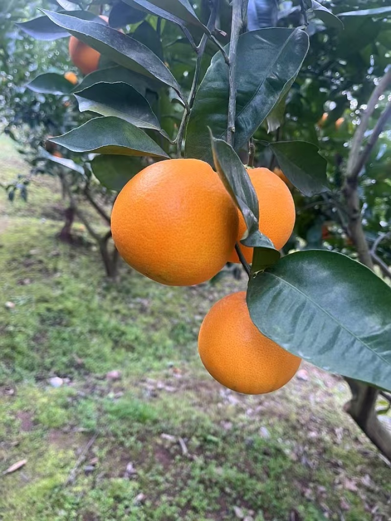重庆血橙