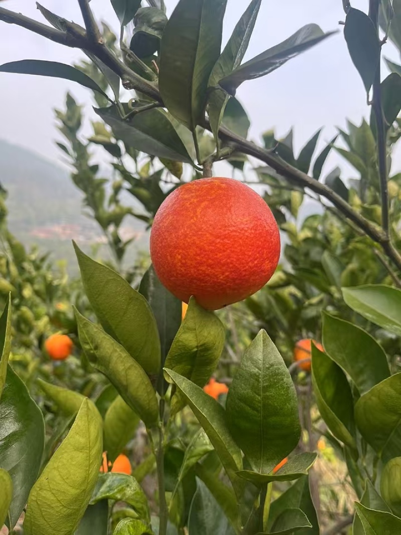 重庆血橙