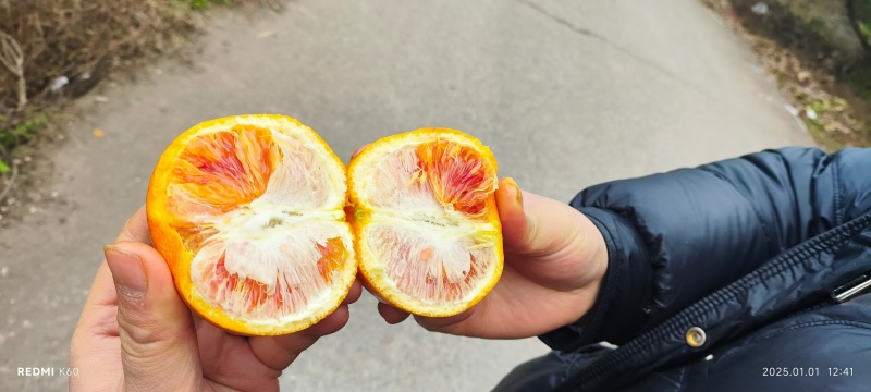 重庆血橙