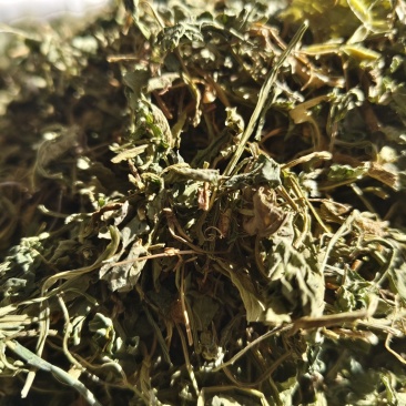 苦地丁新苦地丁自然晾晒无硫***色青无杂野地