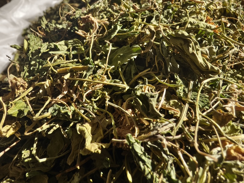 苦地丁新苦地丁自然晾晒无硫***色青无杂野地