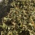 苦地丁新苦地丁自然晾晒无硫***色青无杂野地