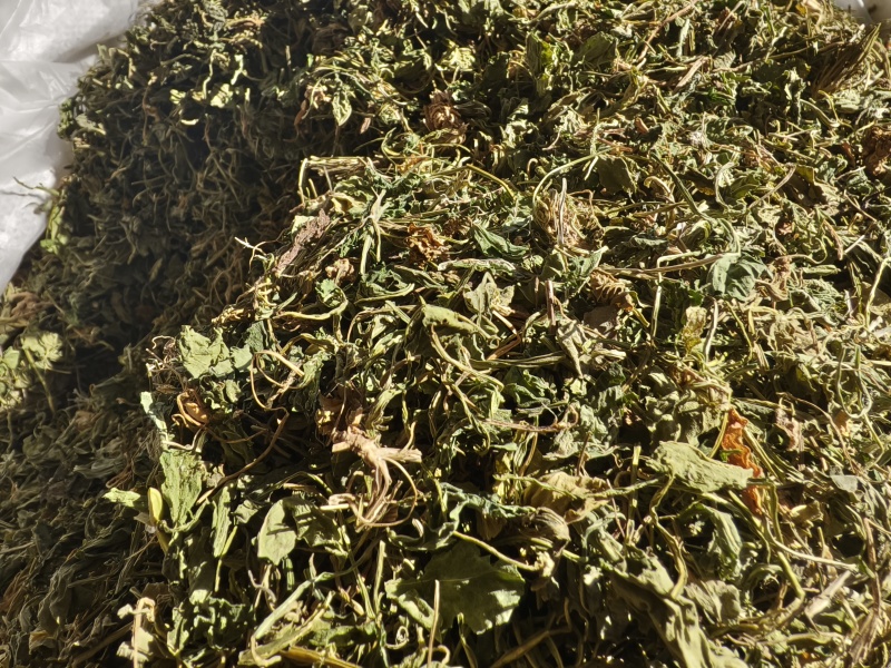 苦地丁新苦地丁自然晾晒无硫***色青无杂野地