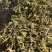 苦地丁新苦地丁自然晾晒无硫***色青无杂野地