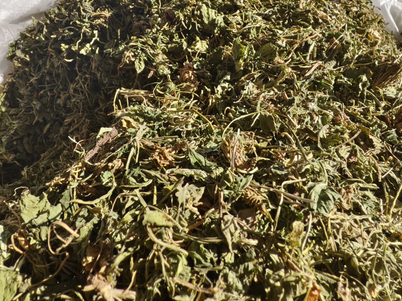 苦地丁新苦地丁自然晾晒无硫***色青无杂野地