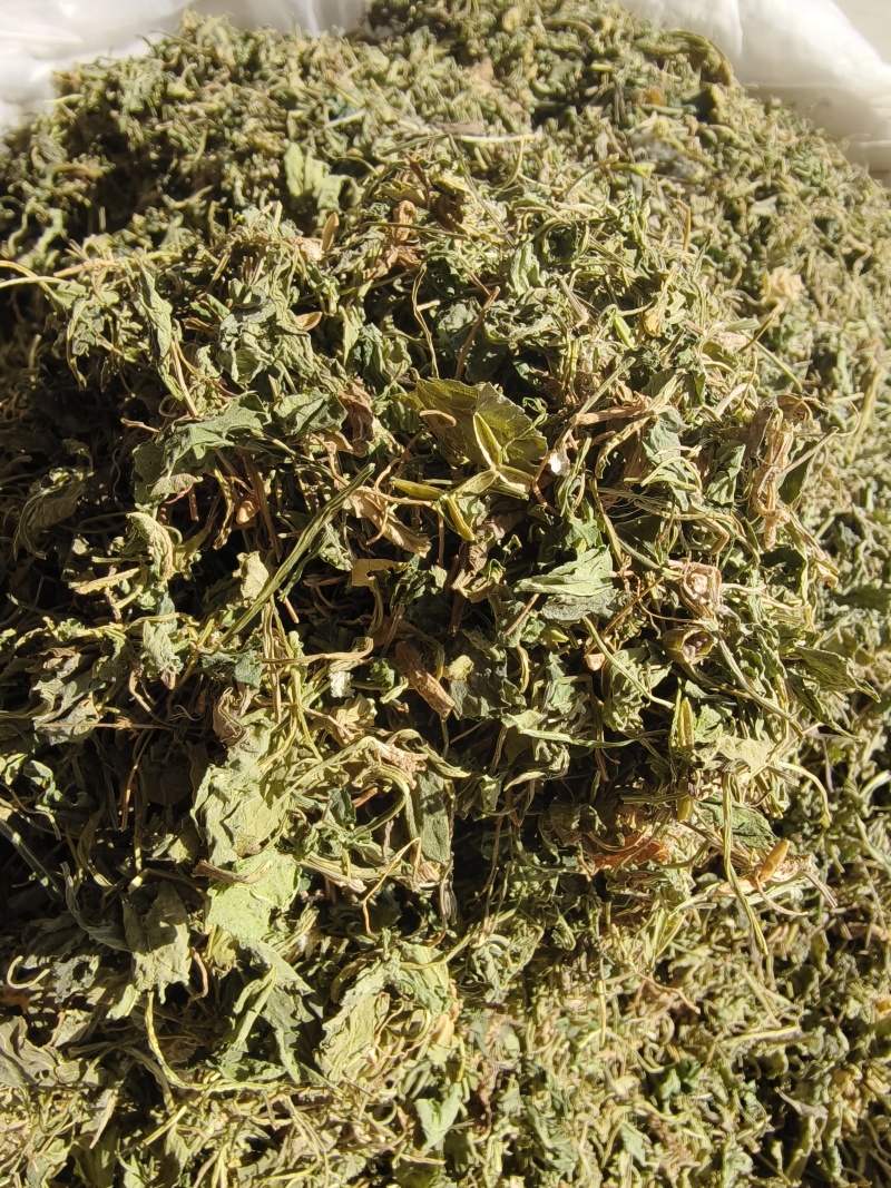 苦地丁新苦地丁自然晾晒无硫***色青无杂野地