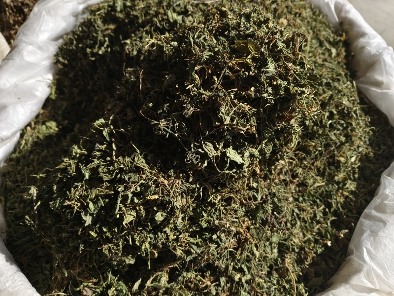 苦地丁新苦地丁自然晾晒无硫***色青无杂野地
