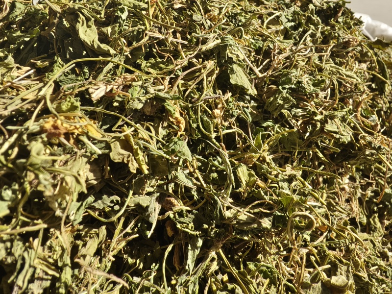 苦地丁新苦地丁自然晾晒无硫***色青无杂野地