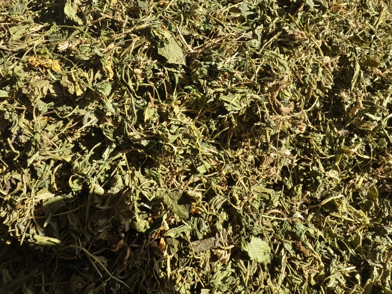 苦地丁新苦地丁自然晾晒无硫***色青无杂野地