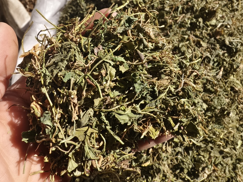 苦地丁新苦地丁自然晾晒无硫***色青无杂野地