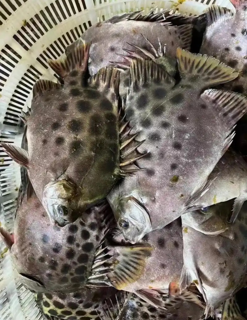 金鼓鱼/金钱鱼