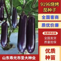 9196烧烤茄种子