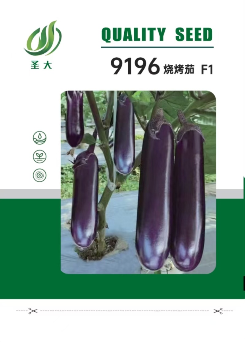 9196烧烤茄种子