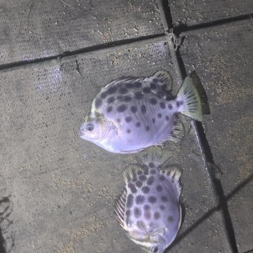 金鼓鱼/金钱鱼
