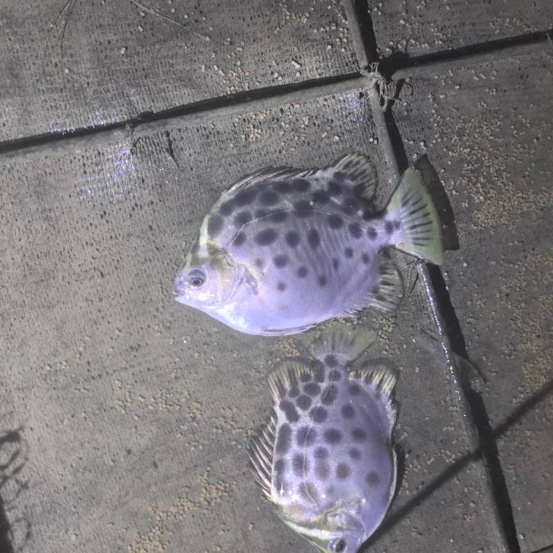 金鼓鱼/金钱鱼