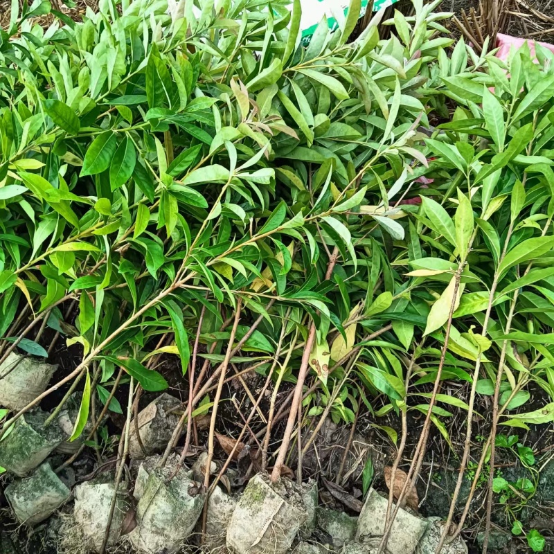 造林木荷杯苗，防火苗，木荷袋苗，自产自销，价格实惠